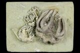 Two Fossil Crinoids (Agaricocrinus & Cyathocrinites) - Indiana #122986-1